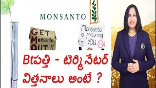 BT పత్తి, టెర్మినేటర్ విత్తనాలు అంటే ?| what is bt cotton terminator seeds?