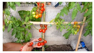 POMODORI A SPALLIERA - DAL TRAPIANTO AL RACCOLTO. Come Coltivare  Il POMODORO