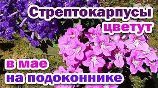 ЦВЕТЕНИЕ стрептокарпусов В МАЕ. Обзор 5 сортов стрептокарпуса