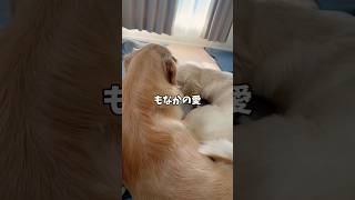 いつも優しいもなか🐕#ゴールデンレトリバー #goldenretriever #ゴルパピ #puppy #大型犬 #多頭飼い #犬のいる暮らし