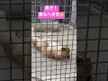 息子オリトには負けれない母ライラもへそ天w 桐生が岡動物園 ライオン ライラ オリト