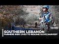 Lebanese farmers harvest olives under UN watch near volatile Israeli border