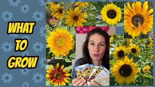 🌻My Sunflower Picks for 2023