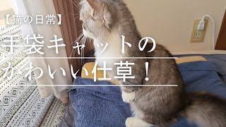 【猫の日常】手袋をはめているみたい！？靴下猫のかわいい仕草