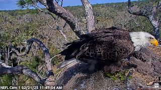 Bald Eagle - NEFL Cam 1 21.02.2025 11:40