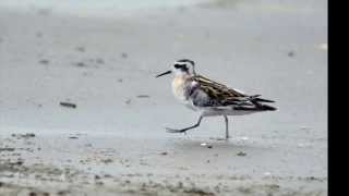 アカエリヒレアシシギの円舞～Waltz For Red-necked phalarope