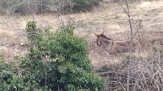 BURRO CORRIENDO LIBRE