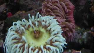 Sea Anemone