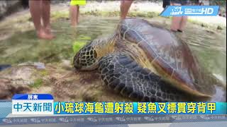 20190505中天新聞　小琉球海龜遭射殺　疑魚叉標貫穿背甲