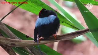 Surah mulk best recitation with most    beautiful birds