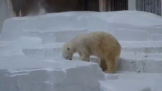 ガス管遊びが楽しいイッちゃん（Шилка）　　　天王寺動物園のホッキョクグマ