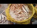 largest fish market bamna rural village fish market in bamna all kinds of fish in bamna market