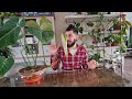 Philodendron Gloriosum Update, what I do for care and dealing with Root Rot