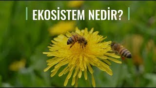 Doğa Eğitimi: Ekosistem Nedir?