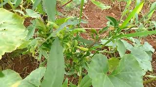 tá linda chácara Jesus é o caminho MÃE e Cleuza plantou vareas plantas top