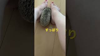 チップ🦔飼い主の足に　#shorts  #ハリネズミ #ハリネズミのいる暮らし