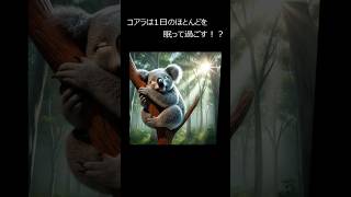 AIに聞いた動物にまつわる実話Vol.37 コアラは1日のほとんどを眠って過ごす #AI #コアラ #koala #睡眠 #雑学 #動物 #shorts #shortsvideo