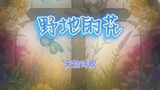 《野地的花》天韵诗歌