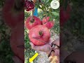 how us farmers harvest and process thousand of tons of pomegranate pomegranateharvest bongarden