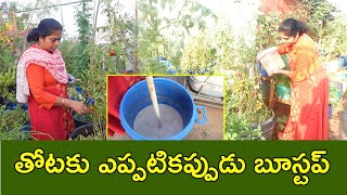 ఇలా చేస్తే తోట పచ్చగా..కాపు నిండుగా|నా తోట ఎనర్జీ సీక్రేట్ ఇదే| మా మొక్కలకు గుండు| garden tips |TTH|