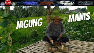 CARA MENANAM JAGUNG MANIS DARI BIJI SAMPAI PANEN/THE LIFE OF CORN - DIRGA BIOLOGY CHANNEL