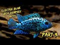 Electric Blue Jack Dempsey Myth part 3. (GRAPHIC CONTENT)