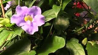 Growing the Blue Skyflower (Thunbergia grandiflora)