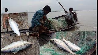 ভরা মৌসুম, তবুও ইলিশ যেন সোনার হরিণ | Hilsa Fish of BD | Somoy TV