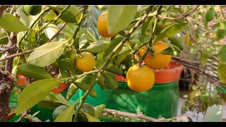 Calamondin Orange - December Harvest