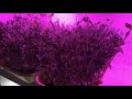 Проращиваем горох пошагово Микрозелень гороха в домашних условиях microgreen