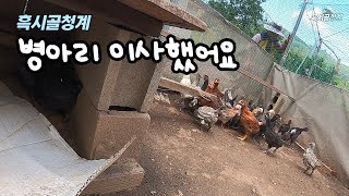 [흑시골청계] 병아리 부화 1달만에 야외 닭장으로 이사갔어요~