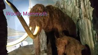 Woolly Mammoth model at  Science Museum...