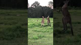 Fighting Kangaroos in Australia...