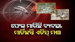 ମାତିଛନ୍ତି ଏଡିସ୍ ମଶା... | Dengue Scare In Bhubaneswar | Odisha Reporter