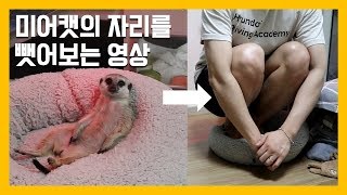 미어캣의 자리를 뺏어보는 영상 [냥이아빠]