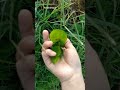 daun pegagan untuk luka💯‼️harvesting centella asiatica for wound medicine#centella #medicine#pegagan