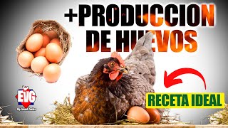 ALIMENTO NATURAL Para que tus Gallinas Pongan MUCHOS Huevos!!