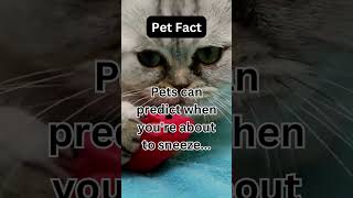 Funny Pet Facts 59 #cat #shorts #shortsvideo #petfacts