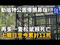 動植物公園爆類鼻疽｜再多一隻松鼠猴死亡　上周日至今累計11死｜01新聞｜動植物公園｜猴子｜死亡｜類鼻疽