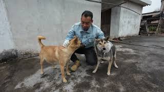 Chinese Pastoral Dog来自中国湖南的名犬：中华田园犬！它忠诚勇敢，是看家护院的好帮手。狗狗的日常记录