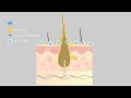 【animation】 how histemo s shampoo works 深層清潔毛囊有效帶走油脂 解決脫髮危機及頭皮問題 canada toronto