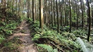 鵝公髻山雲霧步道O型 山上人家起行 杉木林前段 完整版 1/3 20240810 #hiking #新竹五峰