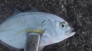 音を発する魚は浮き袋筋肉を伸縮させるので、腹部を抑えると更に音が出ます。これはメッキですがメアジ、ヒイラギ、ホウボウ等々も同様。喋っているようにも聞こえます。