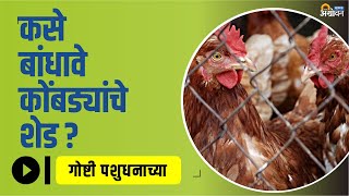 कोंबडीसाठी पालनासाठी सुधारित शेड बांधकाम । Poultry Shed Construction | ॲग्रोवन