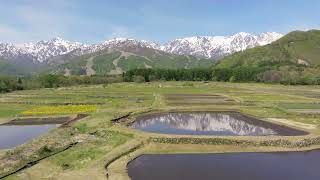 【４Kドローン映像】美しい新緑に包まれた白馬村　ー　残雪の後立山連峰と水田の水面に映る雪山