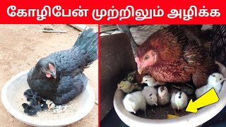 கோழிபேன் வராமலிருக்க இத செய்யுங்க - Koli pen thollai