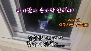 9마리 고양이 집단 가출 소동!!!(집사의 능력)