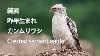 【綺麗】昨年生まれ　カンムリワシ Crested serpent eagle