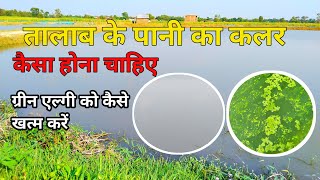 तालाब के पानी का कलर कैसा होना चहिए || Green algi ko kaise khatam kare