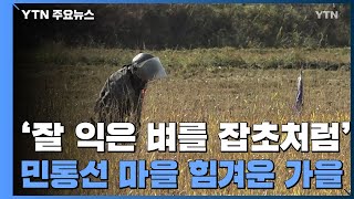 '잘 익은 벼를 잡초처럼'...민통선 마을 힘겨운 가을 / YTN